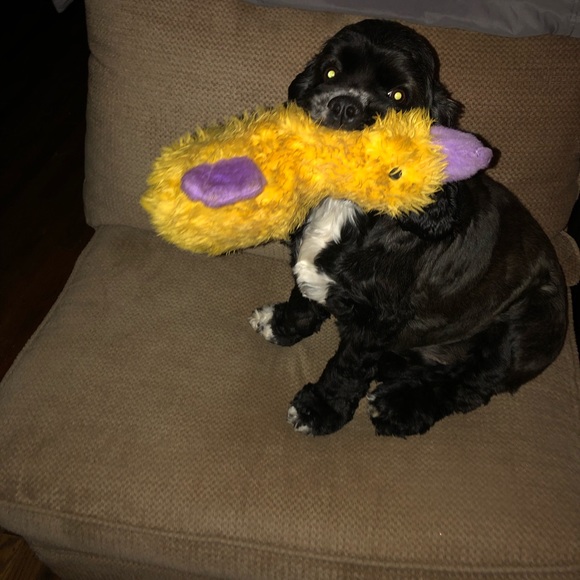 Welcome to my closet! My name is Harriet - Picture 14 of 16